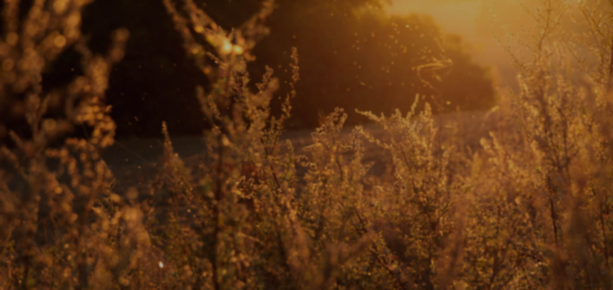 免费短信呼死你2023